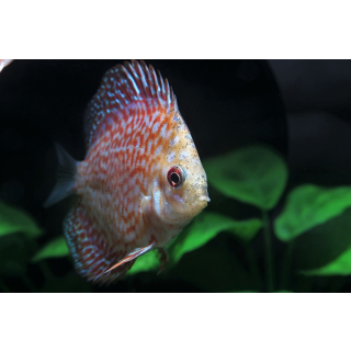 Symphysodon aequifasciatus "white Leopard" - Diskus 5-7cm (DNZ)