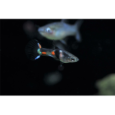 Poecilia wingei "El Tigre" - Endler-Guppy...