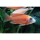 Aulonocara sp. "fire fish" - Roter Kaiserbuntbarsch 4-5cm (EU-NZ)