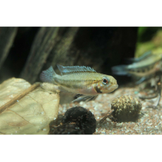 Apistogramma diplotaenia - Doppelband-Zwergbuntbarsch 3-5cm (WF)