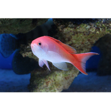 Pseudanthias cooperi - Flammen-Fahnenbarsch (Männchen)(WF)