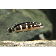 Julidochromis transcriptus "Bemba" - Schlankcichlide