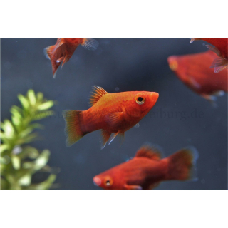 Xiphophorus maculatus "coral" - Korallenplaty (NZ)