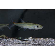 Acestrorhynchus heterolepis - Hundssalmler (WF)