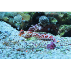 Synchiropus stellatus - Roter Zwergleierfisch (Pärchen)(WF)