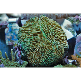 Herpolitha limax "grün" - Grüne Brot-Koralle 15-25cm (WF)