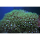 Zufalls-Korallenpaket Lederkorallen/Hornkorallen mit 4 Ablegern