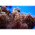 Zufalls-Korallenpaket Lederkorallen/Hornkorallen mit 4 Ablegern