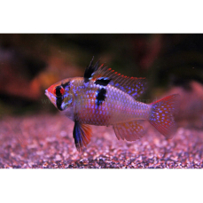 Mikrogeophagus ramirezi - Schmetterlingsbuntbarsch 4-5,5cm (Regionale NZ)