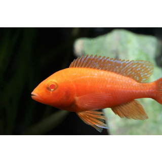 Aulonocara sp. "fire fish Albino" - Roter Kaiserbuntbarsch 7-11cm (NZ)