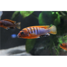 Labidochromis hongi "red top sweden" (DNZ)