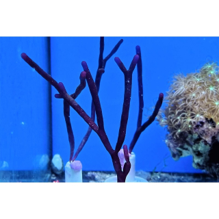 Solieria sp. - Bambus-Rotalge (kleine Portion)(Regionale NZ), 13,99
