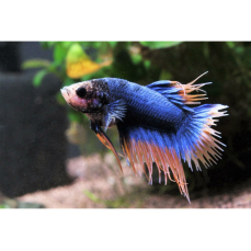 Betta splendens "Crowntail mustard blue" -...