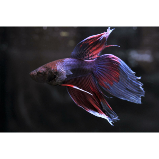 Betta splendens "veiltail lavender" - Schleierschwanz-Kampffisch (Männchen)(NZ)