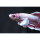 Betta splendens "Plakat bigear" - Großohr-Kampffisch (Männchen, versch. Farben)(NZ)