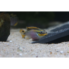 Pelvicachromis taeniatus "Nigeria rot II" (DNZ)