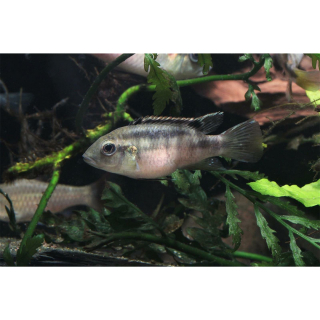 Benitochromis nigrodorsalis "Moliwe"