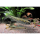 Zacco platypus - Drachenfisch