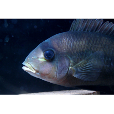 Heterochromis multidens 11-16cm (WF)
