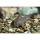 Corydoras kanei - Rio Negro-Panzerwels (WF)