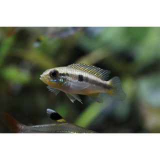 Apistogramma agassizii "Peru" - Agassiz Zwergbuntbarsch (WF)