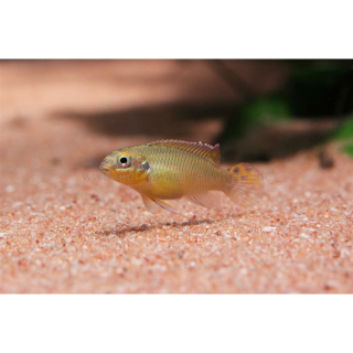 Pelvicachromis kribensis "Idenau" (DNZ)