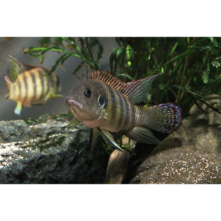 Benitochromis batesii "Oto Akok" 7-9cm (DNZ)