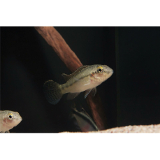 Parananochromis caudifasciatus (Regionale NZ)