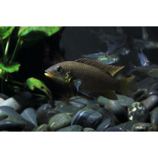 Benitochromis riomuniensis "Oto Akok" (Regionale NZ)