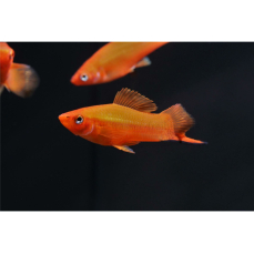 Xiphophorus helleri "red" - Roter...