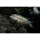 Orthochromis indermauri 5-7cm (Regionale NZ)