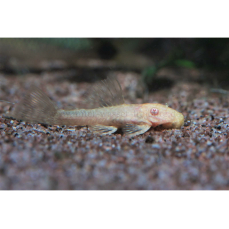 Ancistrus sp. "albino" - Albino-Antennenwels...