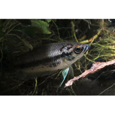 Betta pi - Maulbrütender Kampffisch 8-10cm (WF)