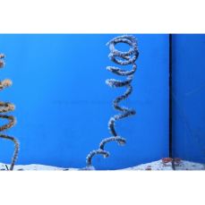 Cirrhipathes spiralis "blueish" -...