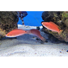 Cirrhilabrus lubbocki - Lubbocks Lippfisch (Harem, 1M...