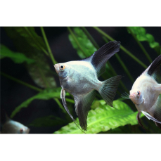 Pterophyllum scalare "seal point" -...