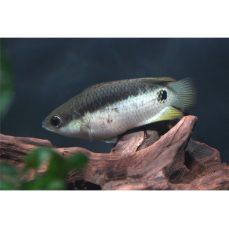 Ctenopoma petherici - Petherics Buschfisch (WF)