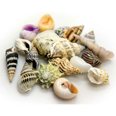 Hobby Sea Shells Set L 5 St., SB